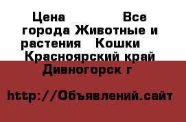 Zolton › Цена ­ 30 000 - Все города Животные и растения » Кошки   . Красноярский край,Дивногорск г.